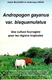 Andropogon gayanus var. bisquamulatus une culture fourragère pour les régions tropicales André Buldgen, Abdoulaye Dieng